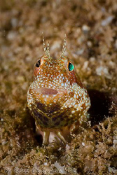 Oh no, he's back!!  This tiny little guy doesn't seem too... by Ross Gudgeon 